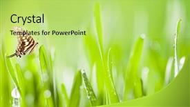  Presentation with abstract water drops - Colorful slide set enhanced with butterfly effect - abstract green young barley background backdrop and a yellow colored foreground