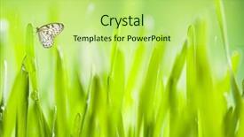  Presentation with abstract water drops - Cool new PPT theme with butterfly effect - abstract green young barley background backdrop and a yellow colored foreground
