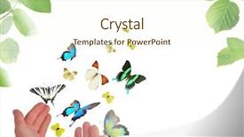  Presentation with spring - Slide deck consisting of butterfly effect - beautiful spring background background and a  colored foreground