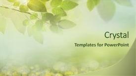  Presentation with green architecture natural marble - Audience pleasing presentation consisting of butterfly effect - natural green background with selective backdrop and a soft green colored foreground