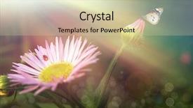  Presentation with sunshine - Presentation having butterfly effect - tiny daisy under the sunshine background and a  colored foreground