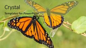  Presentation with monarch butterflies - Beautiful slide deck featuring butterfly emerging - two newly emerged monarch butterflies backdrop and a yellow colored foreground