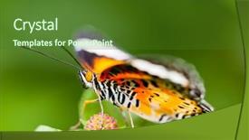  Presentation with fall across country - Beautiful presentation design featuring butterfly fall on the flower backdrop and a forest green colored foreground