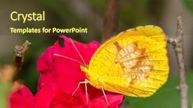  Presentation with rose yellow - PPT theme consisting of butterfly feeding on a hot background and a tawny brown colored foreground