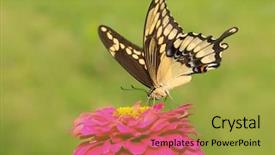  Presentation with butterfly - Presentation theme consisting of butterfly feeding on a hot background and a yellow colored foreground