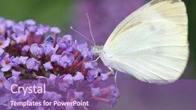  Presentation with plant biotechnology dna - Amazing presentation having butterfly feeding on the plant backdrop and a violet colored foreground