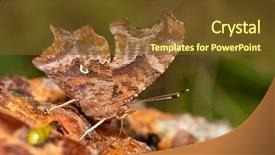  Presentation with eastern - Slide deck featuring butterfly feeding on tree sap background and a tawny brown colored foreground