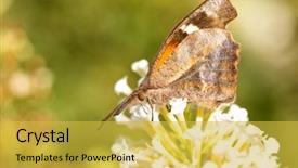  Presentation with american revolution close up - Beautiful presentation theme featuring butterfly feeing on white flower backdrop and a yellow colored foreground