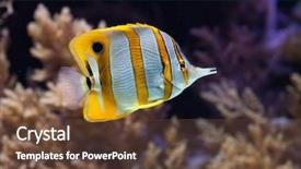 Presentation with animal - Colorful slides enhanced with butterfly fish - copperband butterflyfish chelmon rostratus wild backdrop and a tawny brown colored foreground