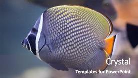  Presentation with butterfly - Audience pleasing theme consisting of butterfly fish - red-tailed butterflyfish chaetodon collare also backdrop and a gray colored foreground
