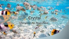  Presentation with fish ocean - Beautiful presentation theme featuring school of butterfly fish backdrop and a  colored foreground