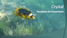  Presentation with under water - Cool new PPT theme with butterfly-fish swiming under water backdrop and a teal colored foreground