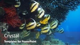  Presentation with butterfly - Amazing theme having butterfly-fish backdrop and a ocean colored foreground