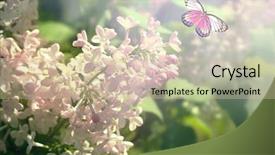  Presentation with lilac flowers bunch over wood - Amazing slide deck having butterfly flying among lilac flowers backdrop and a  colored foreground