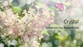  Presentation with butterfly - Audience pleasing slide set consisting of butterfly flying among lilac flowers backdrop and a  colored foreground