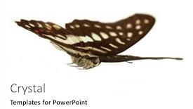  Presentation with butterfly - Theme with butterfly-hebomoia-glaucippe-aturia-flying background and a white colored foreground