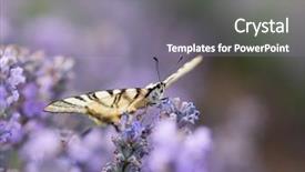  Presentation with colorful green corn field - Presentation theme enhanced with butterfly in blooming lavender field background and a gray colored foreground