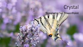  Presentation with lavender business - Theme featuring butterfly in blooming lavender field background and a light blue colored foreground
