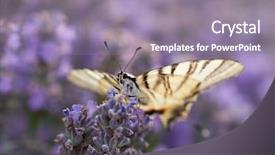  Presentation with lavender - Amazing theme having butterfly in blooming lavender field backdrop and a gray colored foreground