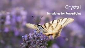 Presentation with lavender - Beautiful theme featuring butterfly-in-blooming-lavender-field backdrop and a gray colored foreground