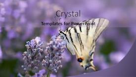  Presentation with lavender - Theme enhanced with butterfly-in-blooming-lavender-field background and a light blue colored foreground