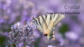  Presentation with lavender - Colorful PPT theme enhanced with butterfly-in-blooming-lavender-field backdrop and a light blue colored foreground