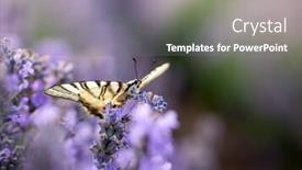  Presentation with lavender - Audience pleasing slides consisting of butterfly-in-blooming-lavender-field backdrop and a gray colored foreground