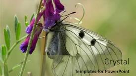  Presentation with butterfly - Audience pleasing PPT theme consisting of butterfly-in-natural-habitat-parnassius backdrop and a seafoam green colored foreground