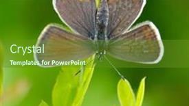  Presentation with crystal natural flower - Slide deck having butterfly-in-natural-habitat-plebejus background and a tawny brown colored foreground