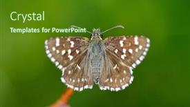  Presentation with butterfly - Slide deck with butterfly-in-natural-habitat-pyrgus background and a forest green colored foreground