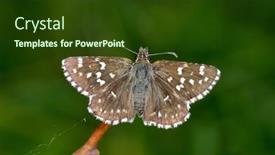  Presentation with butterfly - PPT layouts consisting of butterfly-in-natural-habitat-pyrgus background and a  colored foreground