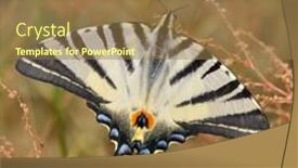  Presentation with butterfly - Colorful presentation design enhanced with butterfly-in-natural-habitat-scarce backdrop and a coral colored foreground