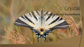  Presentation with butterfly - Slide set having butterfly-in-natural-habitat-scarce background and a coral colored foreground
