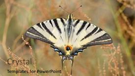  Presentation with butterfly - PPT theme featuring butterfly-in-natural-habitat-scarce background and a coral colored foreground