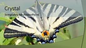  Presentation with butterfly - Beautiful PPT layouts featuring young woman in casual with legs on table backdrop and a light gray colored foreground