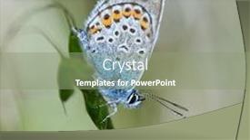  Presentation with butterfly - Amazing slide set having butterfly-in-natural-habitat backdrop and a seafoam green colored foreground
