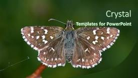  Presentation with butterfly - Audience pleasing PPT layouts consisting of butterfly-in-natural-habitat backdrop and a tawny brown colored foreground