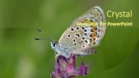  Presentation with butterfly - Presentation design enhanced with butterfly-in-natural-habitat background and a tawny brown colored foreground