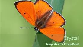  Presentation with butterfly - Slides enhanced with butterfly-in-natural-habitat background and a seafoam green colored foreground