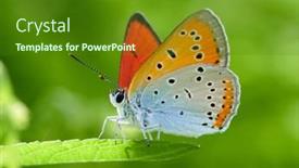  Presentation with butterfly - Presentation theme featuring butterfly-in-natural-habitat background and a tawny brown colored foreground