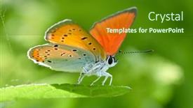  Presentation with butterfly - Cool new PPT layouts with butterfly-in-natural-habitat backdrop and a forest green colored foreground