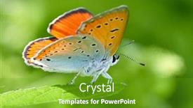  Presentation with butterfly - Theme consisting of butterfly-in-natural-habitat background and a tawny brown colored foreground