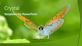  Presentation with forest beautiful spring nature - Beautiful presentation theme featuring butterfly-in-natural-habitat backdrop and a tawny brown colored foreground