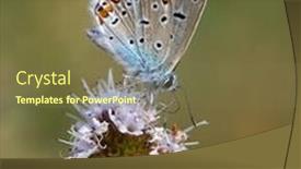  Presentation with butterfly - PPT layouts consisting of butterfly-in-natural-habitat background and a tawny brown colored foreground