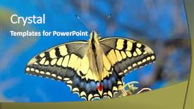  Presentation with eastern - PPT layouts featuring butterfly in nature - eastern tiger background and a teal colored foreground