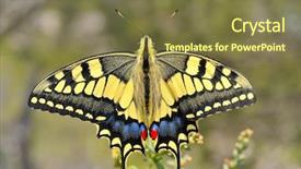  Presentation with western and eastern philosophy - Slides having butterfly in nature - eastern tiger background and a tawny brown colored foreground