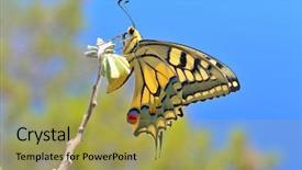  Presentation with free nature - Audience pleasing theme consisting of butterfly in nature - eastern tiger backdrop and a yellow colored foreground