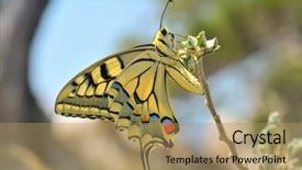  Presentation with eastern - Cool new presentation with butterfly in nature - eastern tiger backdrop and a coral colored foreground