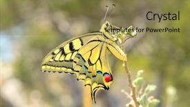  Presentation with butterfly - Audience pleasing presentation design consisting of butterfly in nature - eastern tiger backdrop and a  colored foreground