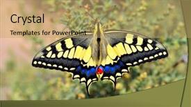  Presentation with eastern - Presentation theme having butterfly in nature - eastern tiger background and a  colored foreground